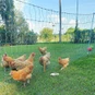 Pulwell Fiberglass Poultry Fence Posts: Secure Your Flock With Durable,Low-Maintenance Fencing